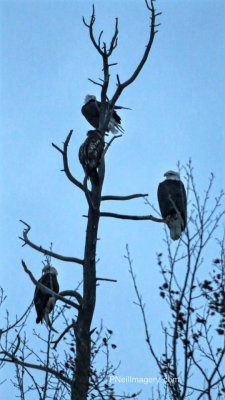 Bald Eagles - Yukon