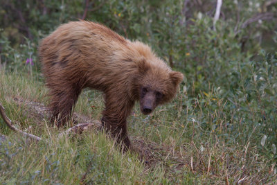 Denali National Park