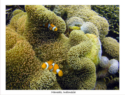 False Clownfish and anemone.jpg