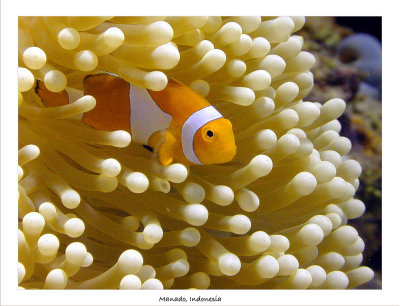 False Clownfish.jpg