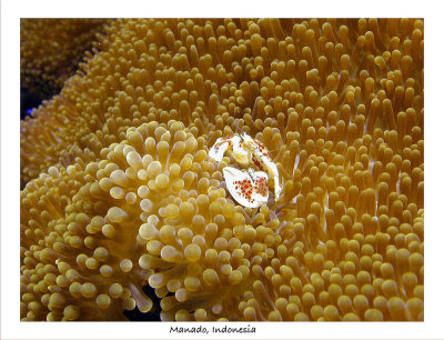 Scuba Bunakin, Indonesia