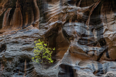 Zion Narrows Survivor 