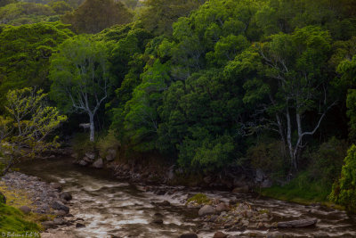 White Horse at Rio Gariche (Panama)