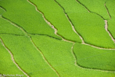 China (Guanxi) - Green Paddy