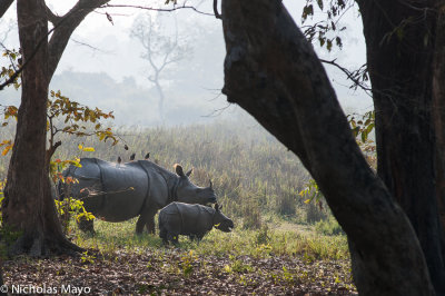 India (Assam) - Rhino & Mother In Morning Light