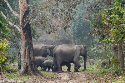 India (Assam) - Elephants Crossing The Track