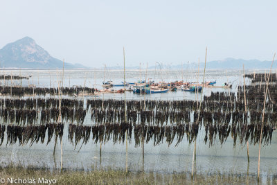 China (Fujian) - Kelp Drying In Dong Wu Bay