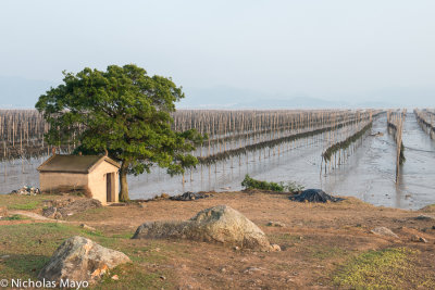 China (Fujian) - Drying Kelp & Shrine