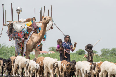 India (Gujarat) - Leading The Camel With Her Children