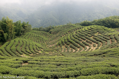 Taiwan (Central Mountains) - Rolling Tea Field