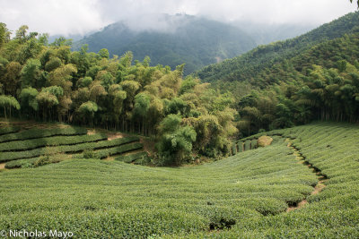 Taiwan (Central Mountains) - Path Through The Tea Field