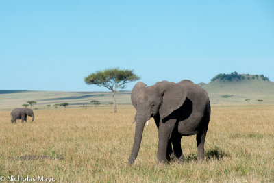Tanzania (Serengeti) - Savanna Elephant