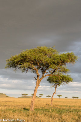 Tanzania (Serengeti) - Tree & An Approaching Storm