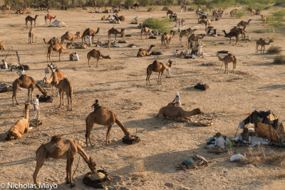 India (Rajasthan) - Evening At The Mallinath Fair