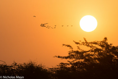 India (Rajasthan) - Flying Past The Sun