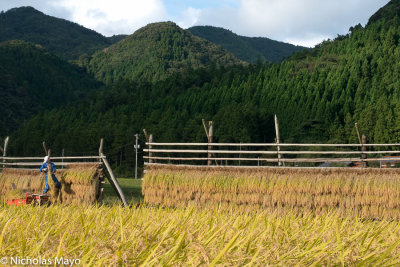 Japan (Chugoku) - Farmer At His Drying Racks At Sunset