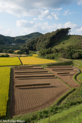 Japan (Kyushu) - Golden Fields & Drying Racks