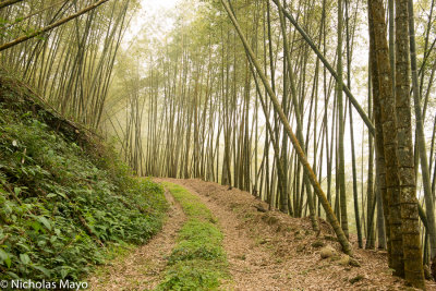 Taiwan (Central Mountains) - Meng Zong Bamboo Forest