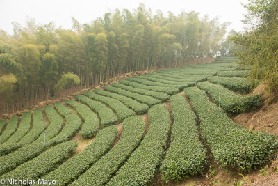 Taiwan (Central Mountains) - Tea & Bamboo In Mountains Of Nantou
