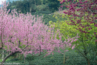 Taiwan (Central Mountains) - Blossoms