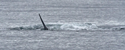 Minch Orca 1.jpg