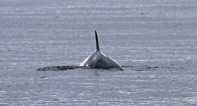 Minch Orca 2.jpg