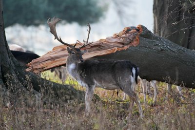 Nice Stag at Holkham Hall