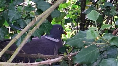 Pigeon in the hedge! 