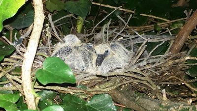 Pigeon chicks :-)