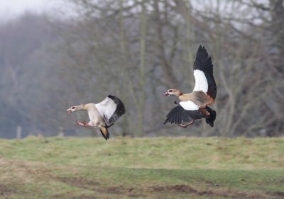 Egyptian geese at Holkham Hall