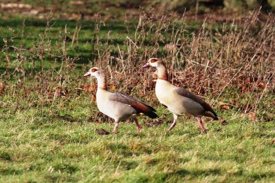 Egyptian geese at Holkham Hall