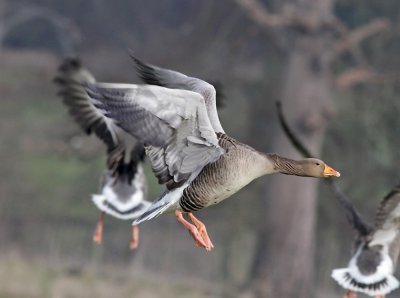 Greylag goose landing, Holkham Hall