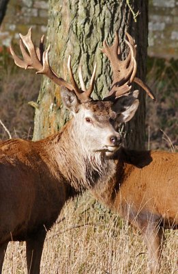 Nice Stag at Holkham Hall