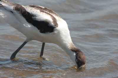 Avocet at Titchwell