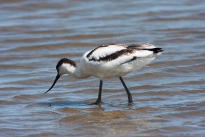 Avocet at Titchwell
