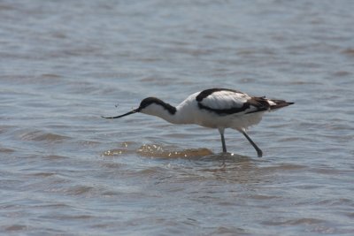 Avocet at Titchwell