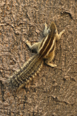 0007 Lodi Gardens, Delhi.jpg