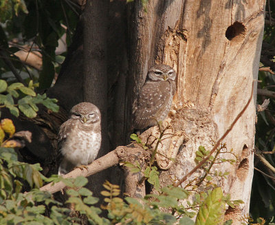 0019 Scops Owl, Hotel Deobagh.jpg