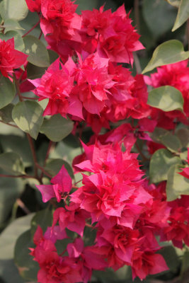 0041 Bougainvillea  Hotel Deobagh.jpg