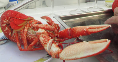 Lobster.jpg