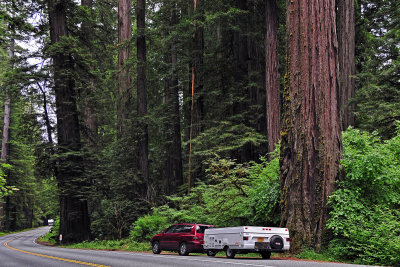 Redwoods National Park, June 2008
