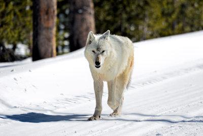 Yellowstone National Park, early March, 2015