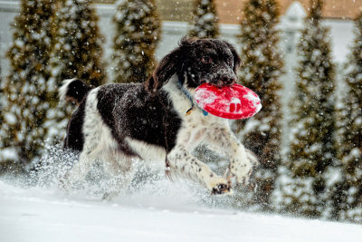 Dogs in Snow, Dec 18, 2004, and a few from 2013 and 2014