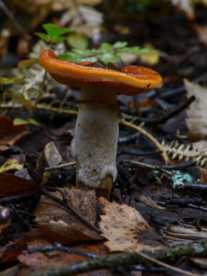 J71_6338p.jpg