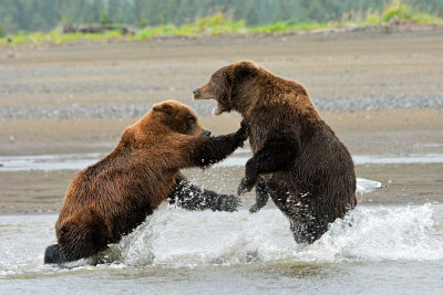 Bear Fight, Lake Clark National Park, Alaska - September 10, 2015