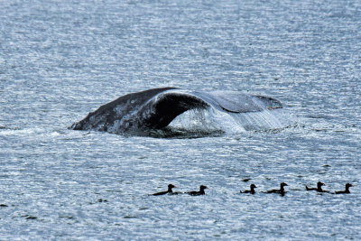 Whale Watching, March 2016