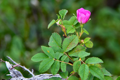 J72_8385p.jpg