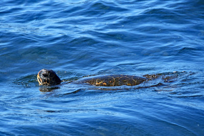 Third Day – Black Sand Beach and Sea Turtles