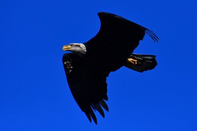 g9/63/226563/3/164677880.u8wWF1RJ.jpg