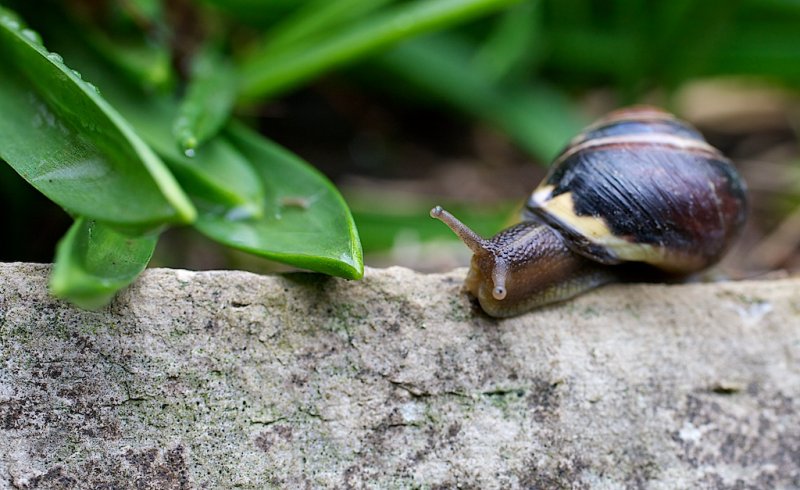 Snail